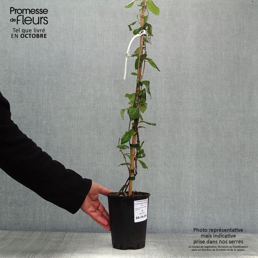 Exemplaar van Lonicera periclymenum Caprilia Imperial - Wilde kamperfoelie Pot van 2 l/3 l zoals geleverd in de herfst