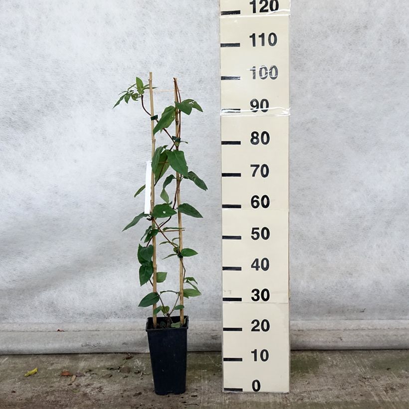 Exemplaar van Lonicera similis var. delavayi - Kamperfoelie Pot van 2 l/3 l zoals geleverd in de herfst