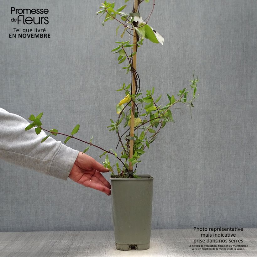 Exemplaar van Lonicera japonica Aureoreticulata - Japanse kamperfoelie Pot van 2 l/3 l zoals geleverd in de herfst