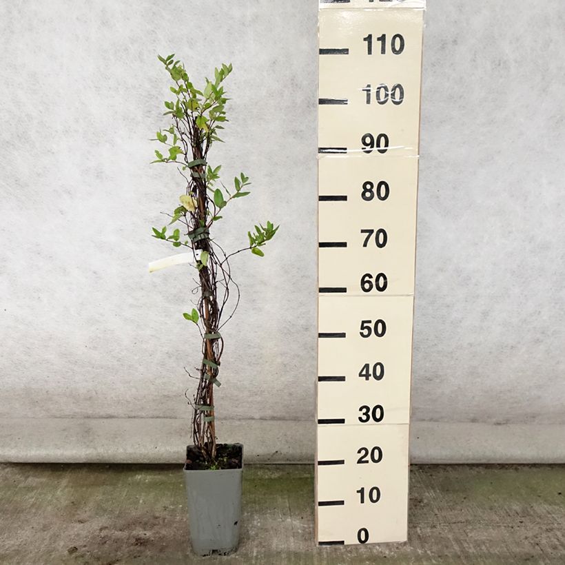 Exemplaar van Lonicera japonica Aureoreticulata - Japanse kamperfoelie Pot van 2 l/3 l zoals geleverd in de zomer