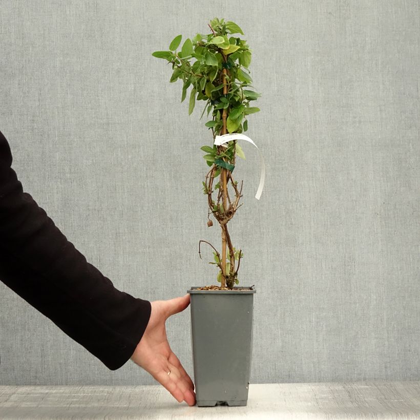 Exemplaar van Lonicera japonica Mint Crisp - Japanse kamperfoelie Pot van 1,5 l/2 l zoals geleverd in de herfst