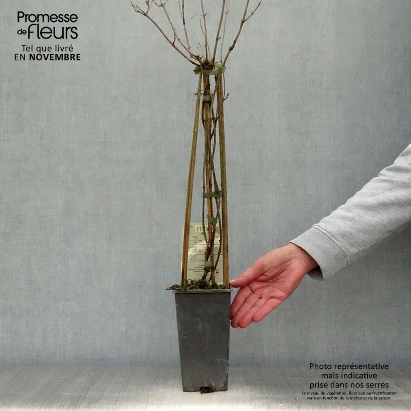 Exemplaar van Lonicera periclymenum Belgica - Wilde kamperfoelie Pot van 1,5 l/2 l zoals geleverd in de herfst