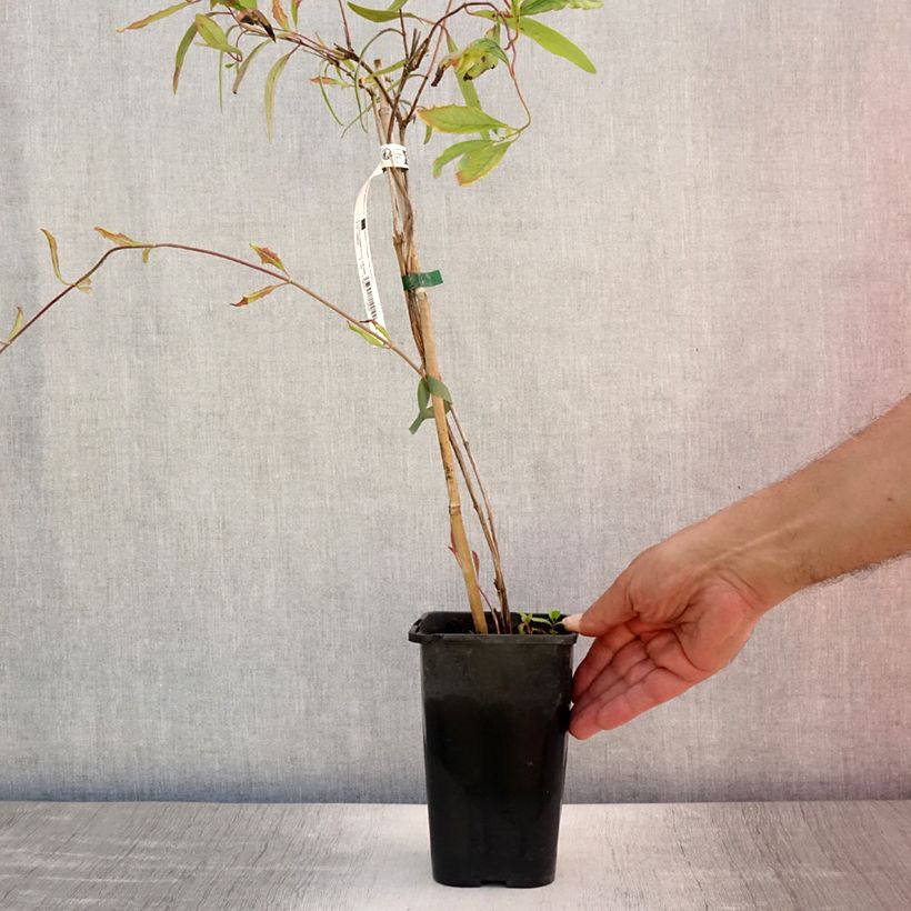 Exemplaar van Lonicera sempervirens Cedar Lane - Kamperfoelie Pot van 1,5 l/2 l zoals geleverd in de zomer