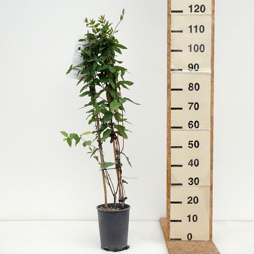 Exemplaar van Lonicera similis var. delavayi - Kamperfoelie Pot van 4 l/5 l zoals geleverd in de herfst