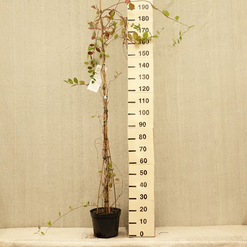 Exemplaar van Lonicera heckrottii - Kamperfoelie Pot van 3 l/4 l zoals geleverd in de zomer