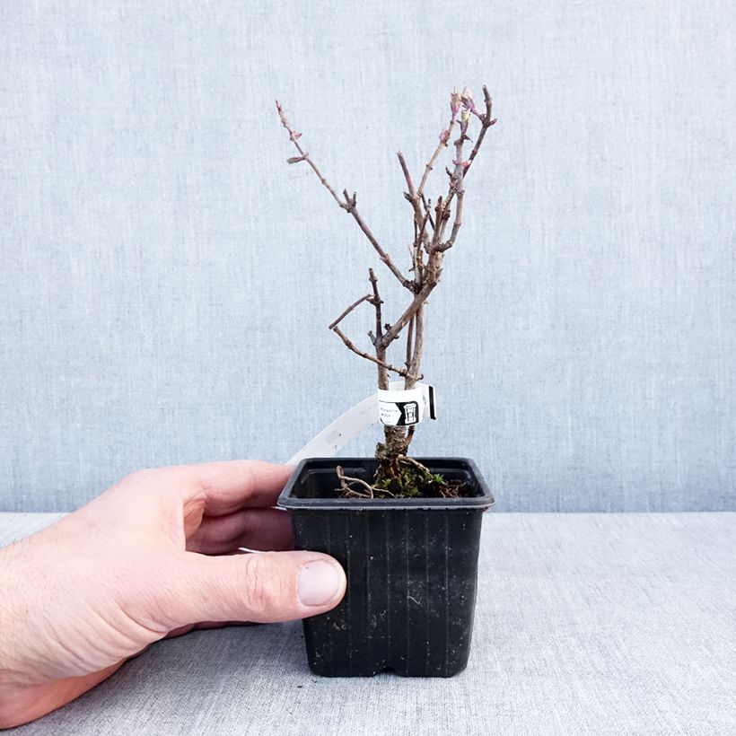 Exemplaar van Lonicera periclymenum Chic et Choc - Wilde kamperfoelie Kweekpotje van 8/9 cm zoals geleverd in de winter
