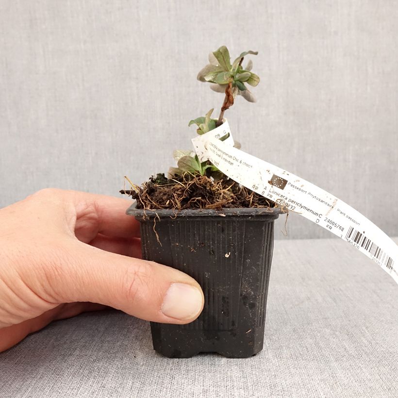 Exemplaar van Lonicera periclymenum Chic et Choc - Wilde kamperfoelie Kweekpotje van 8/9 cm zoals geleverd in de lente