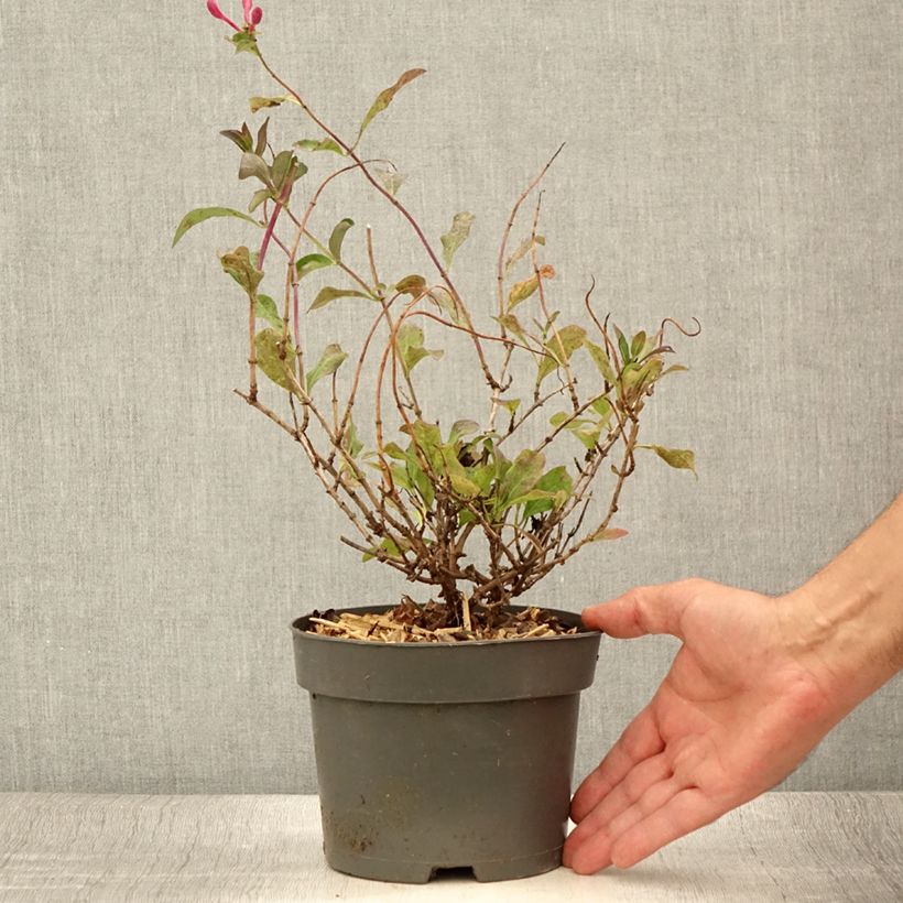 Exemplaar van Lonicera periclymenum Chic et Choc - Wilde kamperfoelie Pot van 2 l/3 l zoals geleverd in de zomer