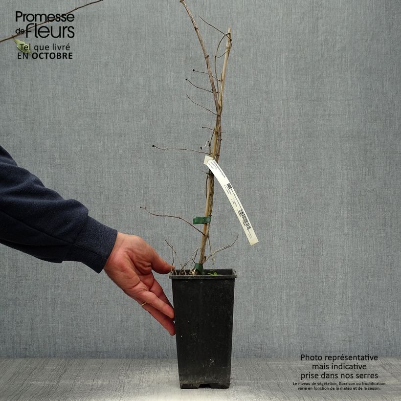 Exemplaar van Lonicera italica Harlequin - Bonte kamperfoelie Pot van 1,5 l/2 l zoals geleverd in de herfst