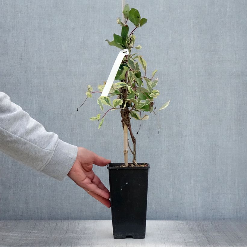 Exemplaar van Lonicera italica Harlequin - Bonte kamperfoelie Pot van 1,5 l/2 l zoals geleverd in de zomer