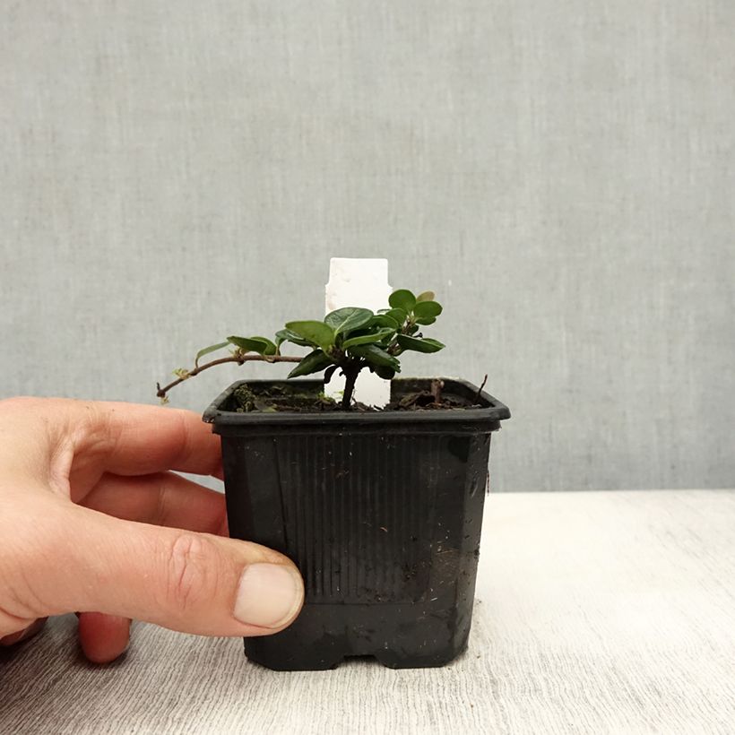 Exemplaar van Lonicera crassifolia - Dwergkamperfoelie Kweekpotje van 8/9 cm zoals geleverd in de herfst