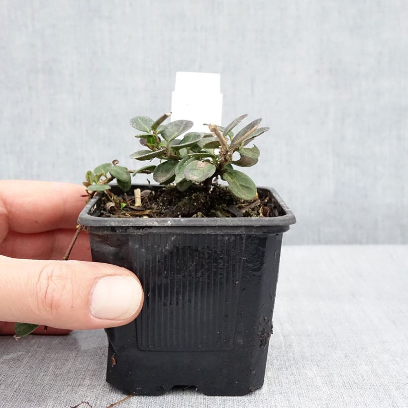 Exemplaar van Lonicera crassifolia - Dwergkamperfoelie Kweekpotje van 8/9 cm zoals geleverd in de lente