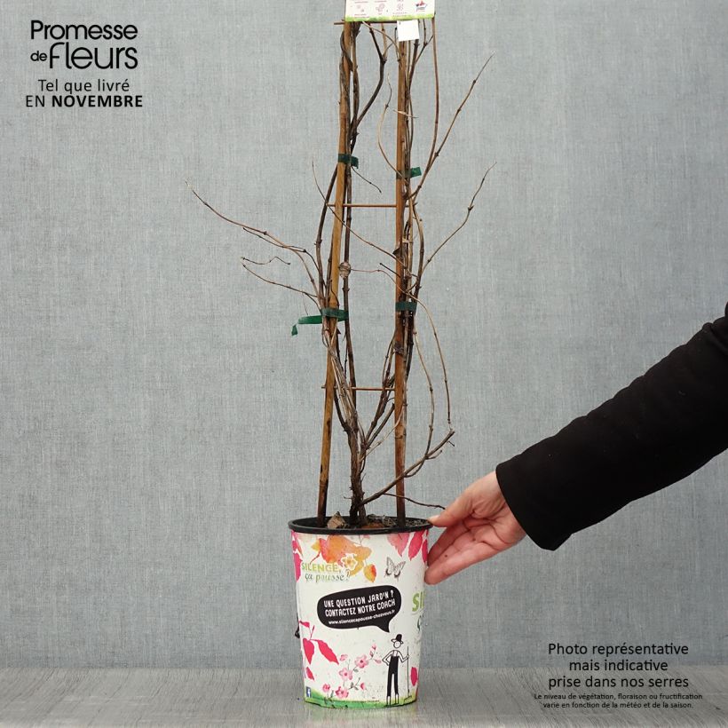 Exemplaar van Lonicera brownii Golden Trumpet - Kamperfoelie Pot van 2 l/3 l zoals geleverd in de herfst