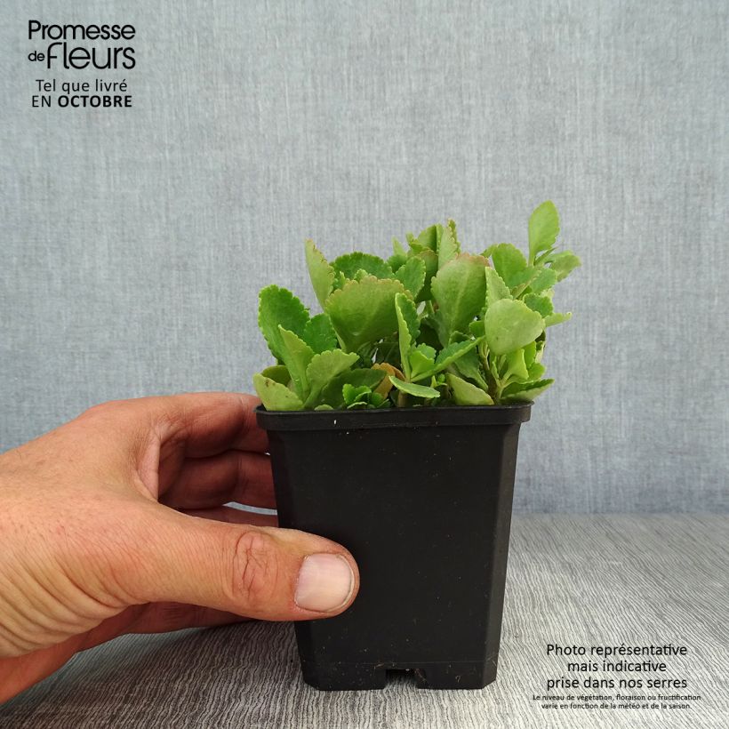 Exemplaar van Chiastophyllum oppositifolium - Goudkorrel Kweekpotje van 8/9 cm zoals geleverd in de herfst
