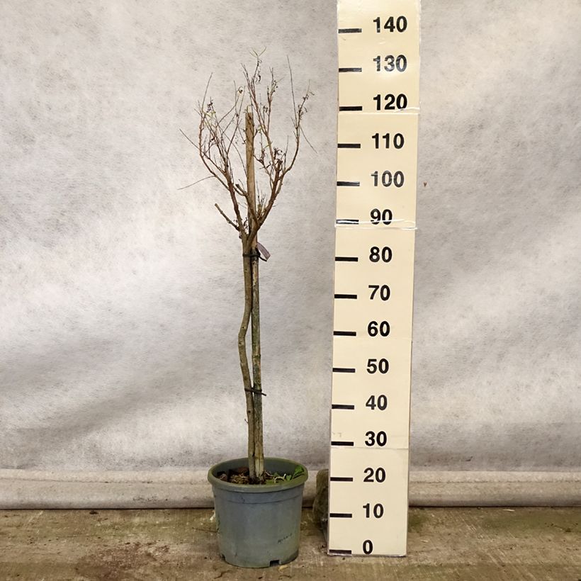 Exemplaar van Chilopsis linearis - Woestijnwilg Pot van 12 l/15 l zoals geleverd in de herfst