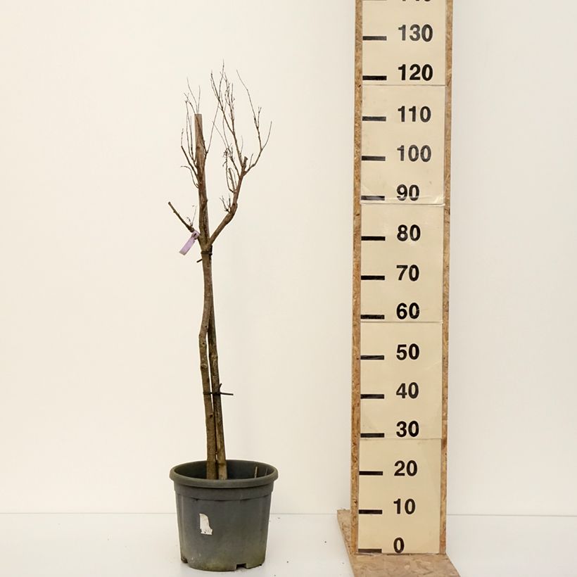 Exemplaar van Chilopsis linearis - Saule du désert Pot de 12L/15L, Demi-tige zoals geleverd in de winter