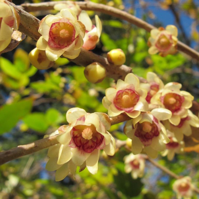 Chimonanthus praecox - Meloenboompje (Flowering)