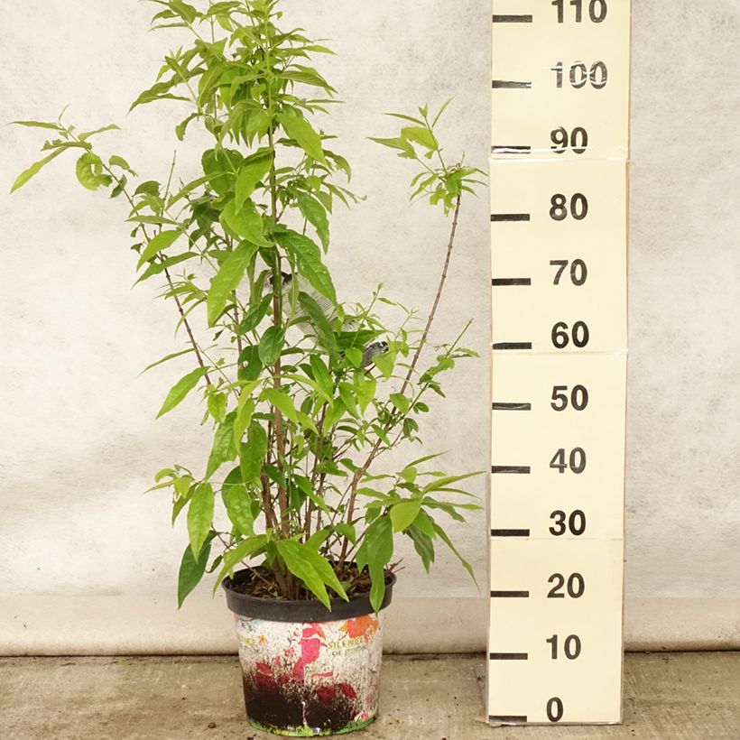 Exemplaar van Chimonanthus praecox Grandiflorus - Meloenboompje Pot van 7,5 l/10 l zoals geleverd in de zomer