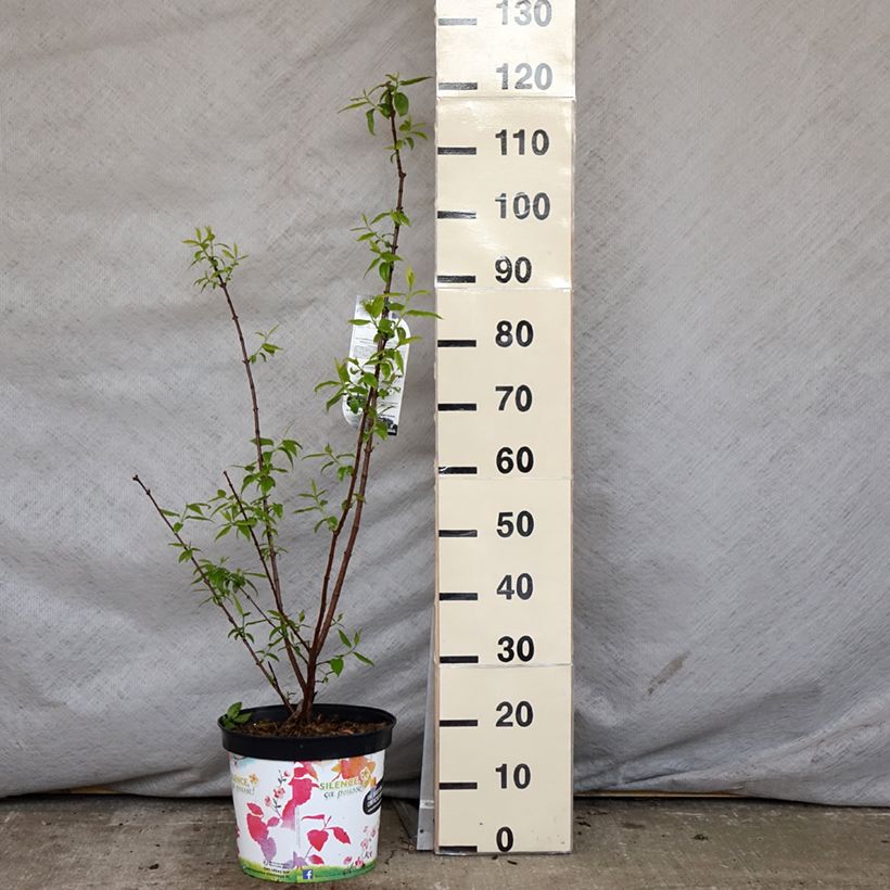 Example of Chimonanthus praecox Grandiflorus - Meloenboompje Pot van 7,5 l/10 l as you get in printemps