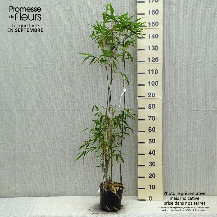 Exemplaar van Chimonobambusa quadrangularis Pot van 4 l/5 l zoals geleverd in de herfst