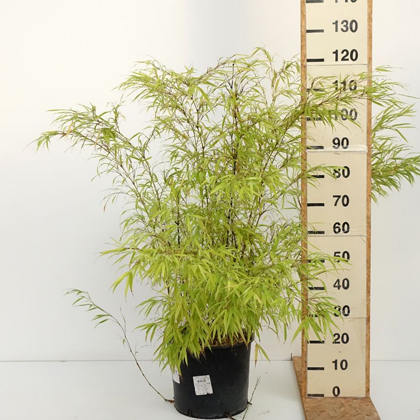 Exemplaar van Chimonobambusa tumidissinoda Macrophylla - Wandelstokbamboe Pot van 12 l/15 l zoals geleverd in de herfst