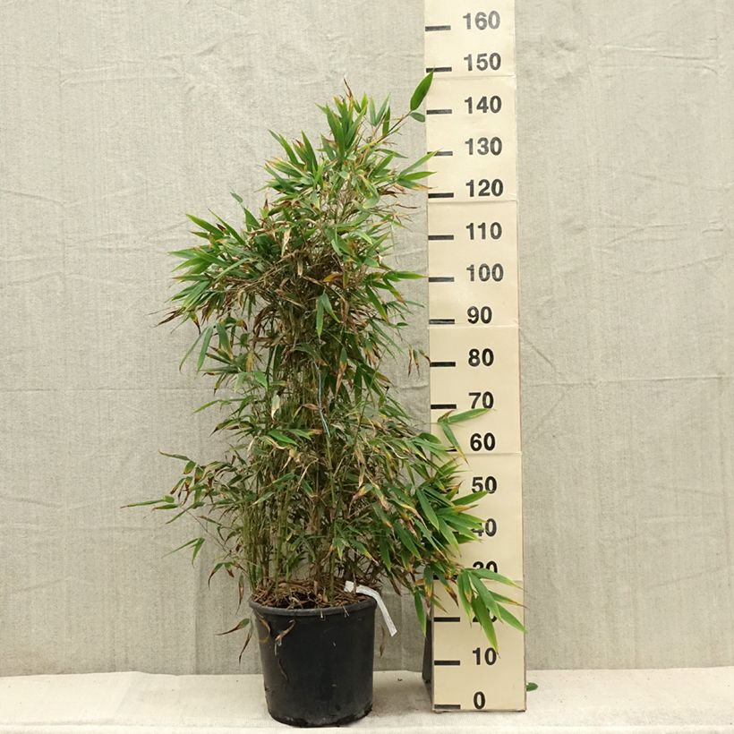 Exemplaar van Chimonobambusa tumidissinoda Macrophylla - Wandelstokbamboe Pot van 12 l/15 l zoals geleverd in de zomer