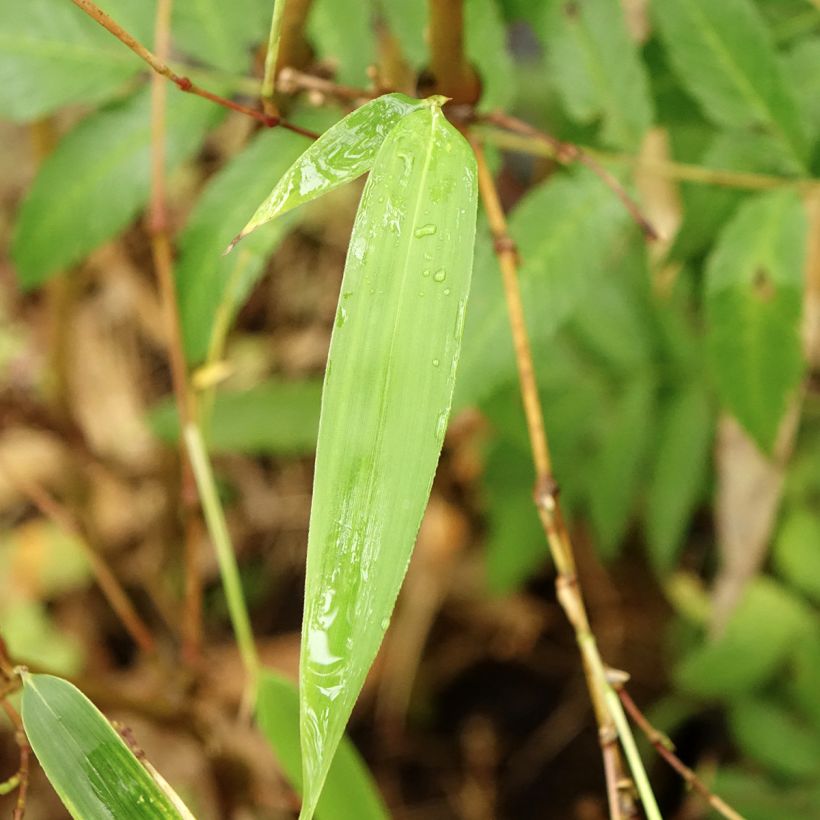 Chimonobambusa tumidissinoda Macrophylla - Wandelstokbamboe (Blad)