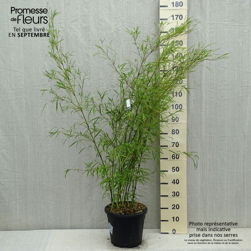 Exemplaar van Chimonobambusa tumidissinoda Microphylla - Wandelstokbamboe Pot van 12 l/15 l zoals geleverd in de herfst