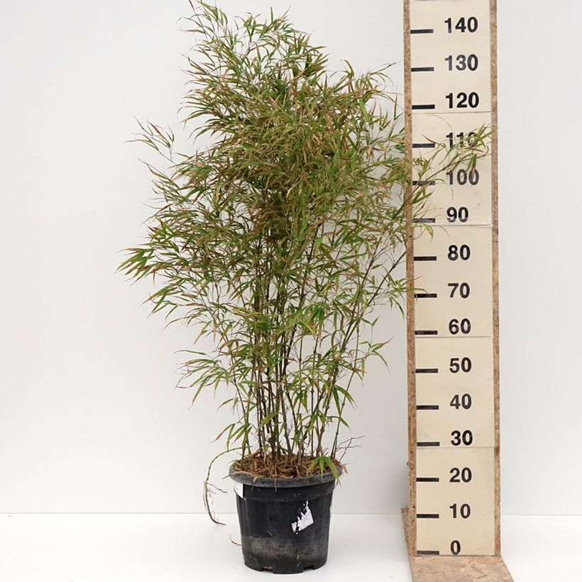 Exemplaar van Chimonobambusa tumidissinoda Microphylla - Bambou moyen Pot de 12L/15L zoals geleverd in de winter