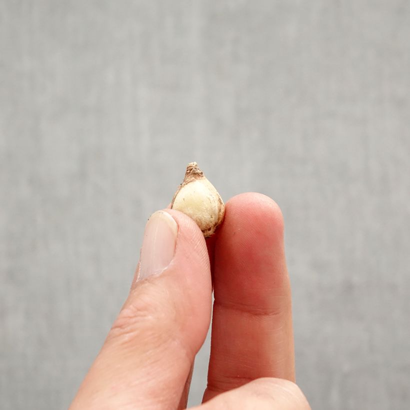 Exemplaar van Chionodoxa forbesii Mix - Sneeuwroem Bol kaliber 5+ zoals geleverd in de lente