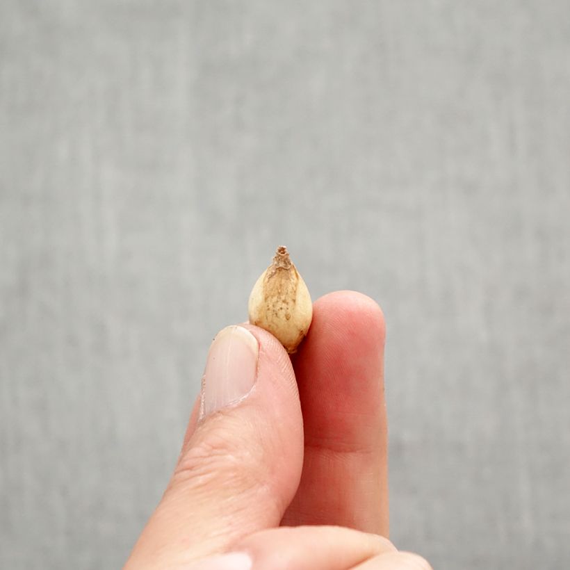 Exemplaar van Chionodoxa forbesii - Sneeuwroem Bol kaliber 5+ zoals geleverd in de lente