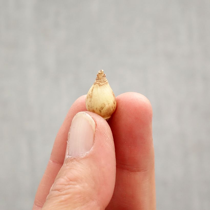 Exemplaar van Chionodoxa forbesii Violet Beauty - Sneeuwroem Bol kaliber 5+ zoals geleverd in de lente