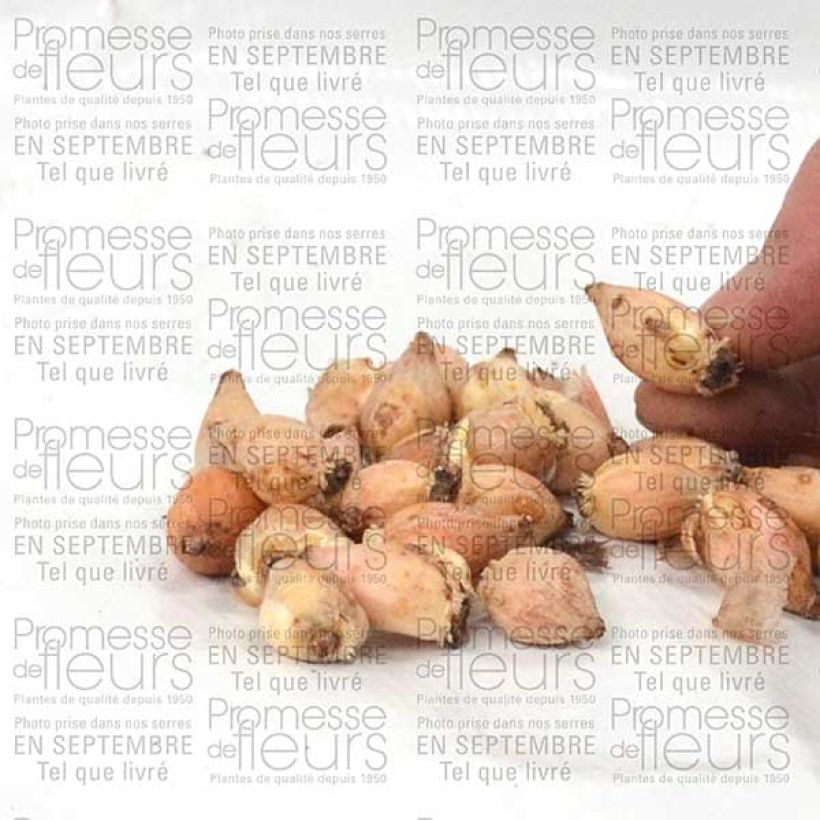 Voorbeeld van een exemplaar van Chionodoxa luciliae Alba Bulbe calibre 5+ zoals geleverd