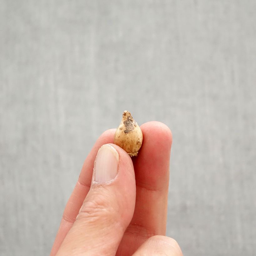 Exemplaar van Chionodoxa luciliae Alba - Sneeuwroem Bol kaliber 5+ zoals geleverd in de lente