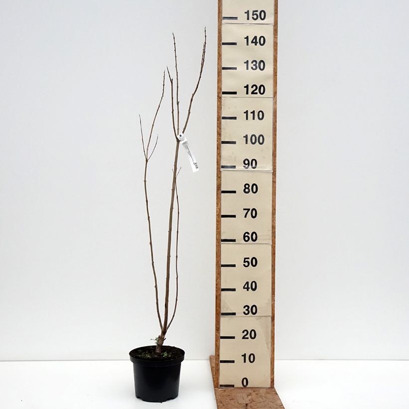 Exemplaar van Chitalpa tashkentensis Pink Dawn - Tasjkent-chitalpa Pot van 4 l/5 l zoals geleverd in de winter