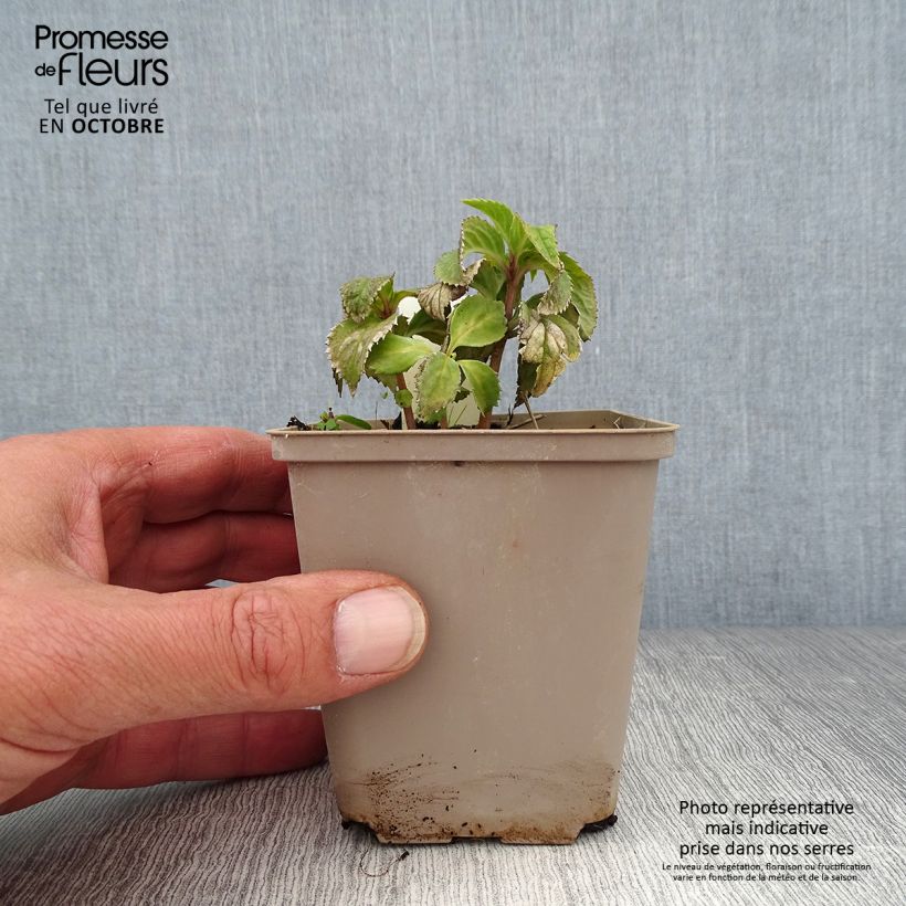Exemplaar van Chloranthus japonicus Kweekpotje van 8/9 cm zoals geleverd in de herfst
