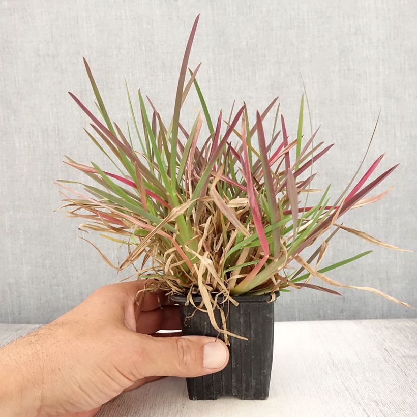 Exemplaar van Chloris distichophylla - Windmolengras Kweekpotje van 8/9 cm zoals geleverd in de zomer