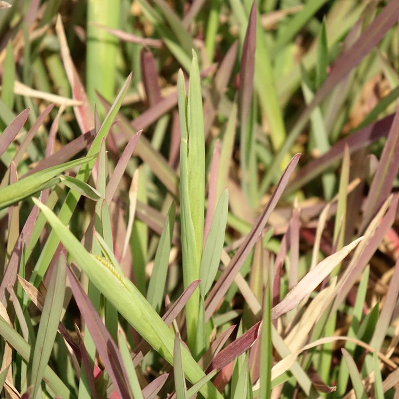 Chloris distichophylla - Windmolengras (Blad)