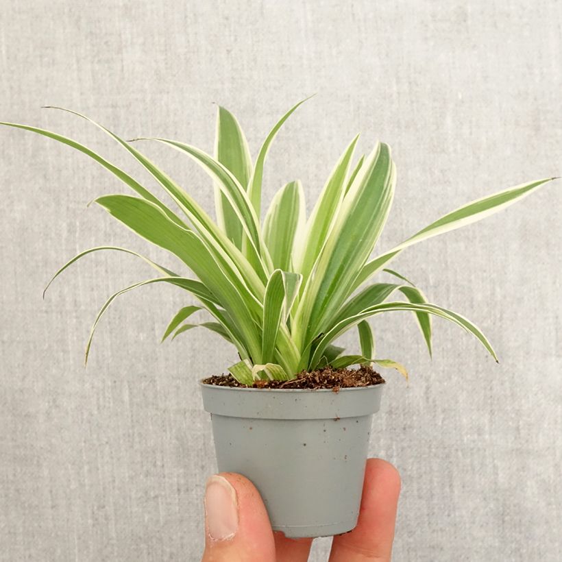 Exemplaar van Chlorophytum comosum Irish - Graslelie Mini-kamerplanten zoals geleverd in de lente