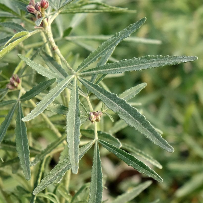 Choisya dewitteana Little Bee - Mexicaanse oranjebloesem (Blad)