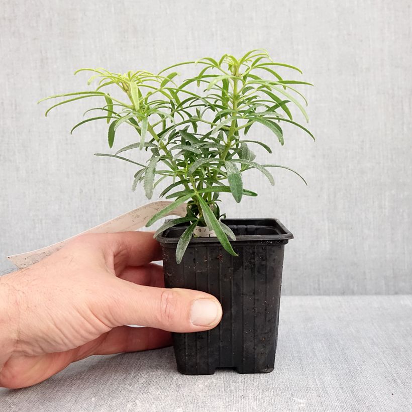 Exemplaar van Choisya dewitteana Little Honey Bee - Mexicaanse oranjebloesem Kweekpotje van 8/9 cm zoals geleverd in de herfst