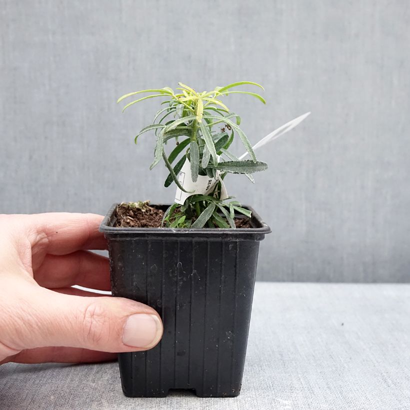 Exemplaar van Choisya dewitteana Little Honey Bee - Mexicaanse oranjebloesem Kweekpotje van 8/9 cm zoals geleverd in de winter