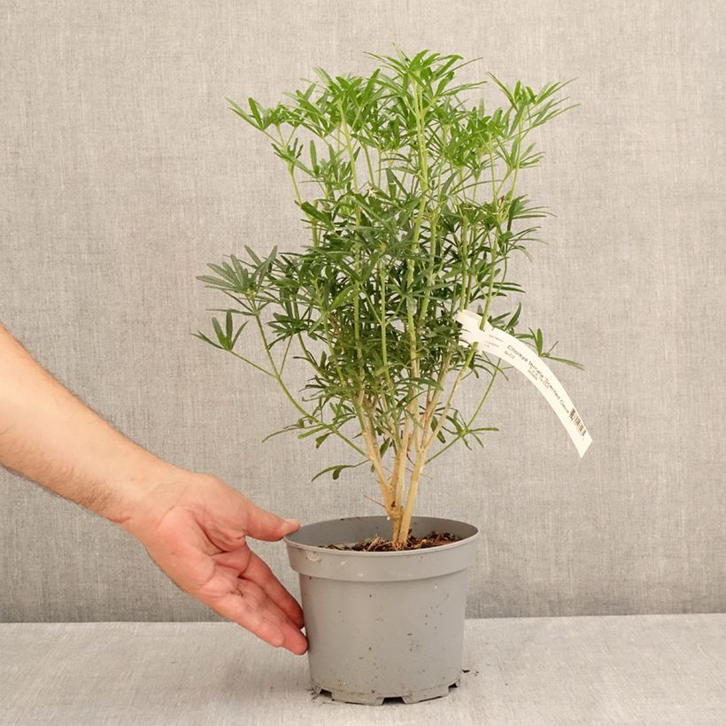 Exemplaar van Choisya ternata Scented Gem - Mexicaanse oranjebloesem Pot van 2 l/3 l zoals geleverd in de zomer