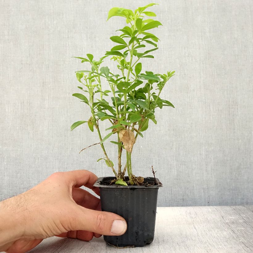 Exemplaar van Choisya ternata Sundance - Mexicaanse oranjebloesem Kweekpotje van 8/9 cm zoals geleverd in de herfst