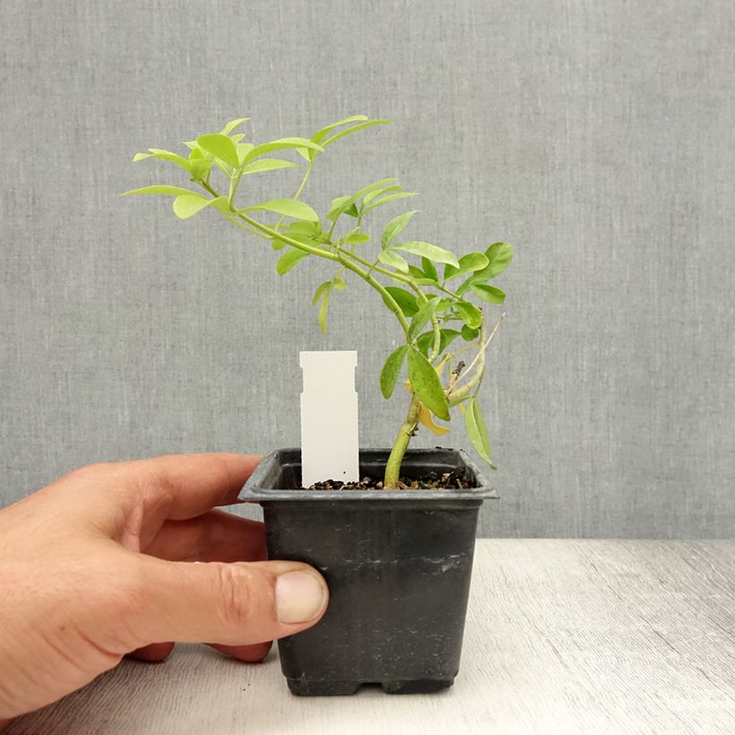 Exemplaar van Choisya ternata Sundance - Mexicaanse oranjebloesem Kweekpotje van 8/9 cm zoals geleverd in de zomer