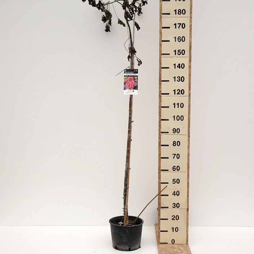 Exemplaar van Chorisia ou Ceiba speciosa - Faux Kapokier, Arbre bouteille Pot de 7,5L/10L zoals geleverd in de winter