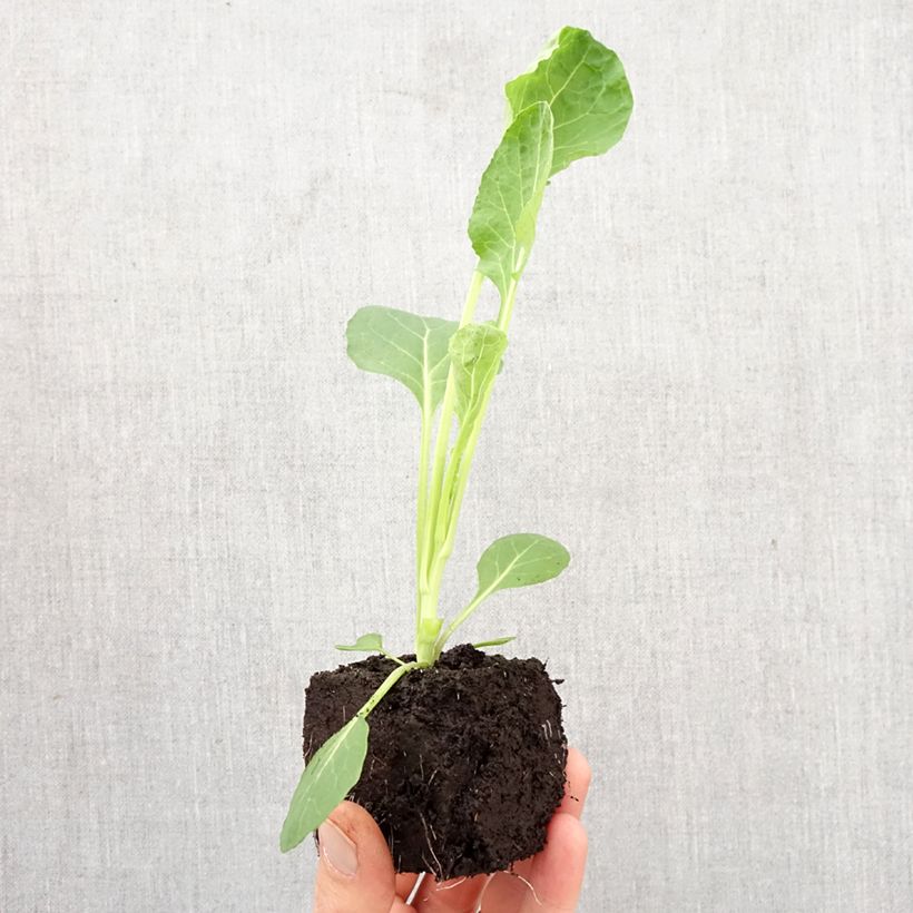 Exemplaar van Spruitkool Bright F1 (jonge planten) Mini-mot Ø 3/4 cm zoals geleverd in de lente