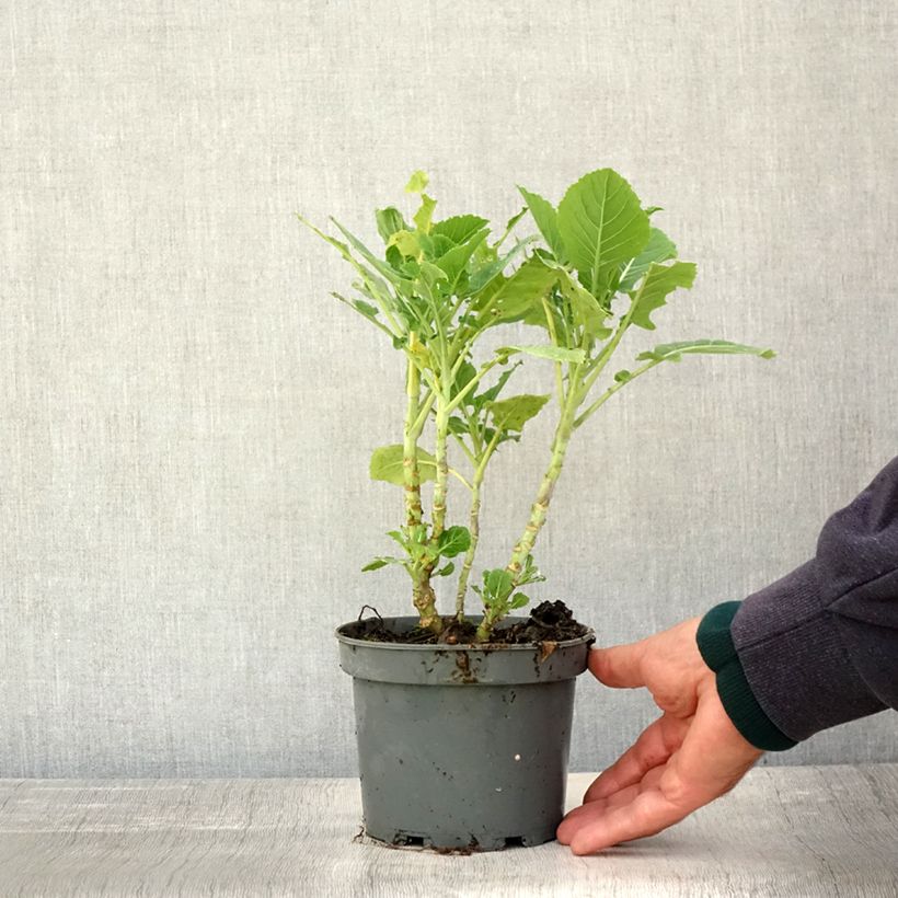Exemplaar van Eeuwig moes Daubenton (jonge planten) Pot van 1,5 l/2 l zoals geleverd in de herfst