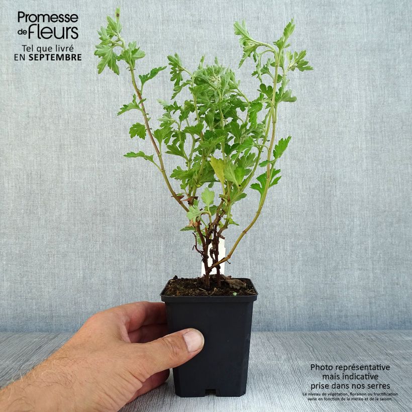 Exemplaar van Chrysanthemum indicum Anastasia - Tuinchrysant Kweekpotje van 8/9 cm zoals geleverd in de herfst