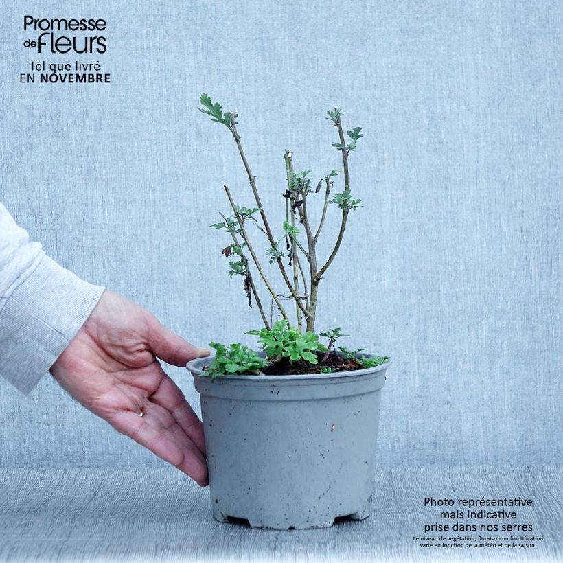 Exemplaar van Chrysanthème des jardins Bienchen - Chrysanthemum indicum Pot de 2L/3L zoals geleverd in de herfst